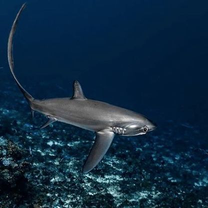 thresher shark