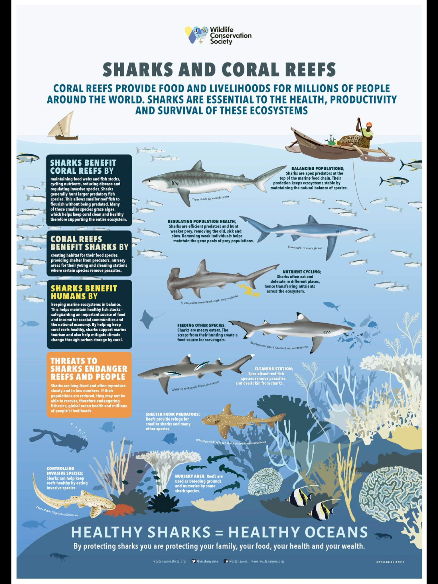 Sharks and Reefs - vital for each other