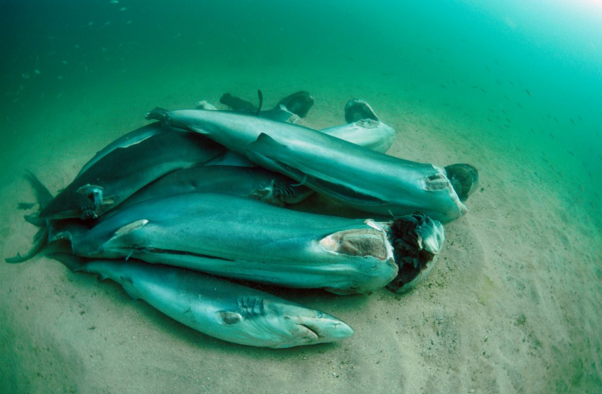 shark being finned alive